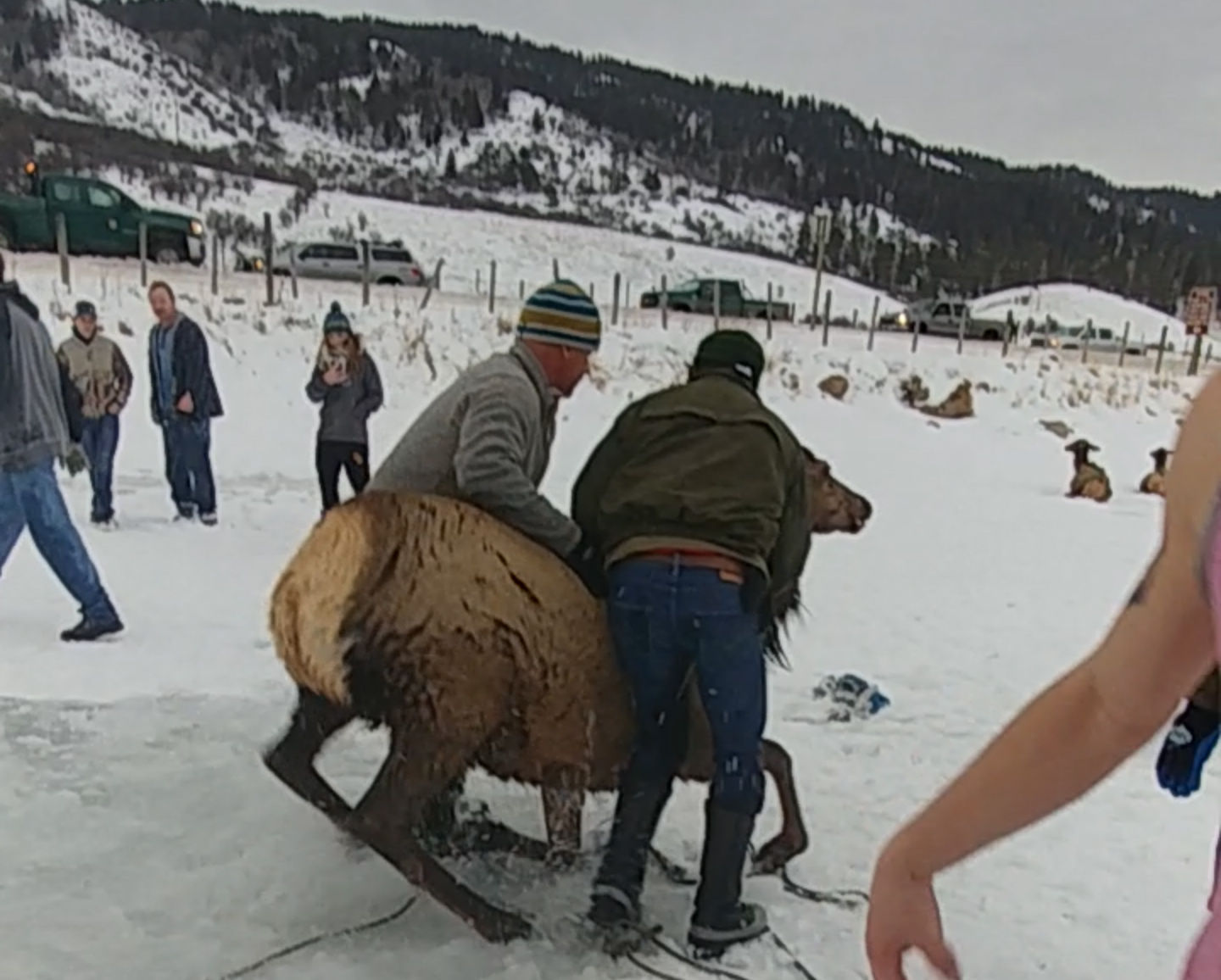 Elk rescue